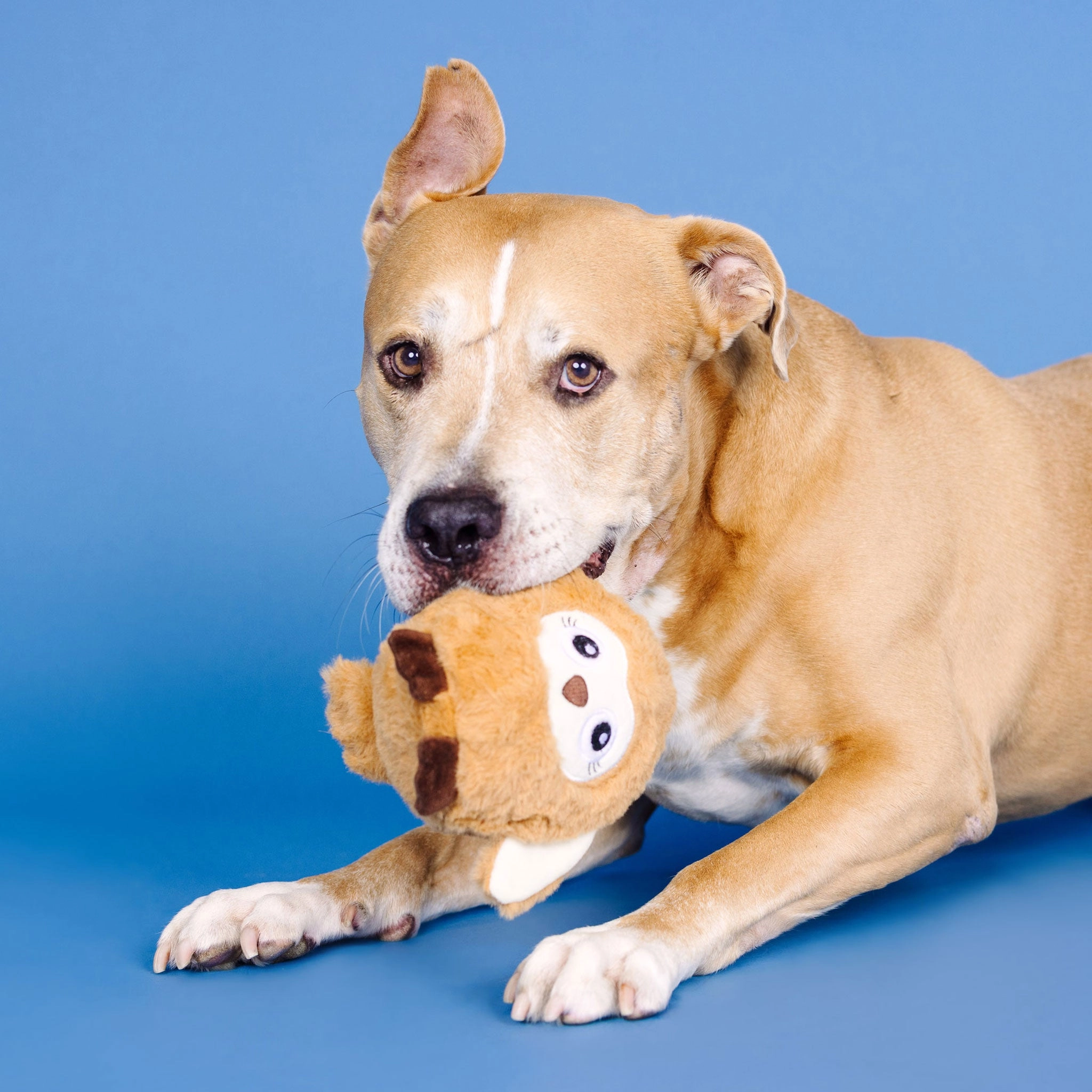 Fringe Plush & Rubber Owl Dog Toy