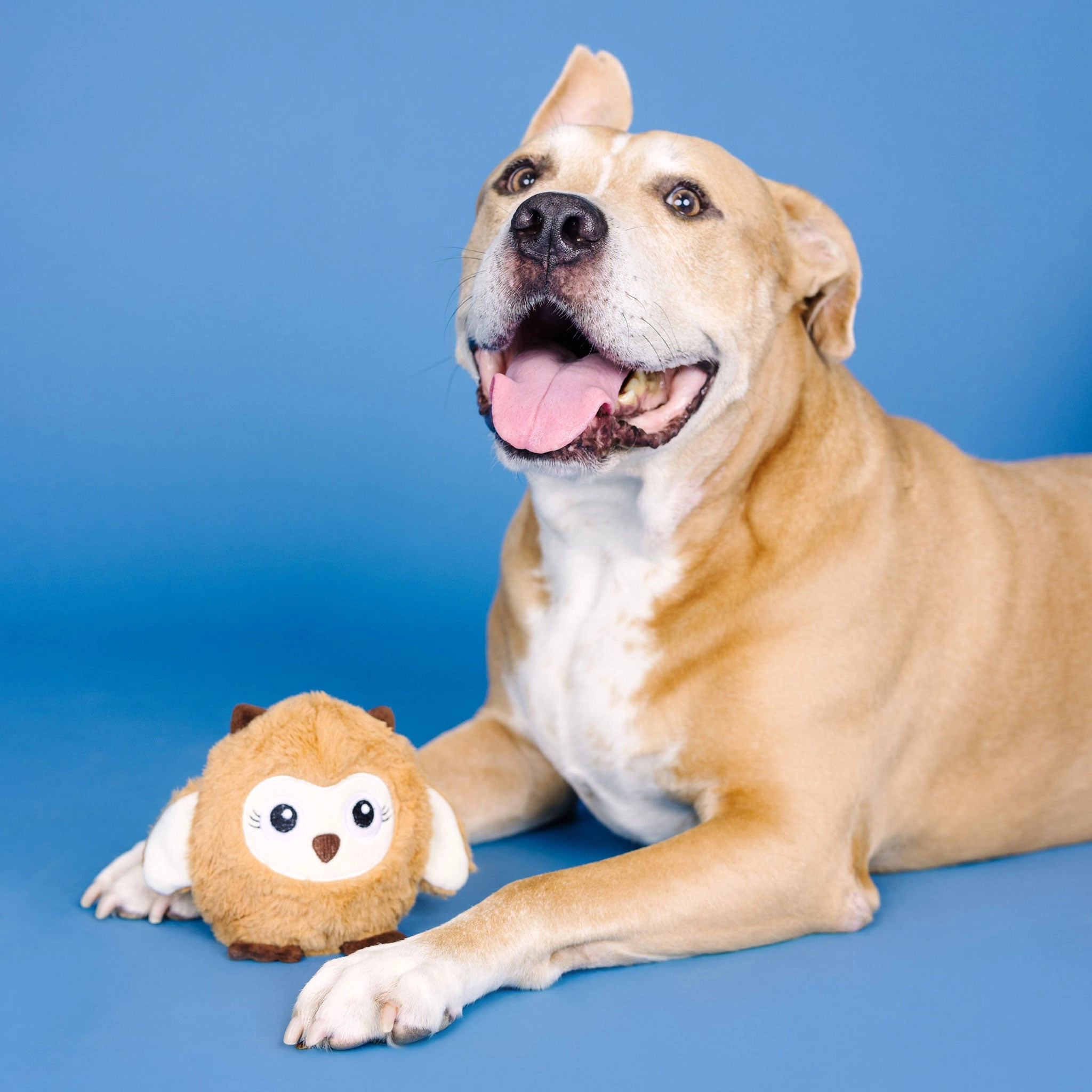 Fringe Plush & Rubber Owl Dog Toy