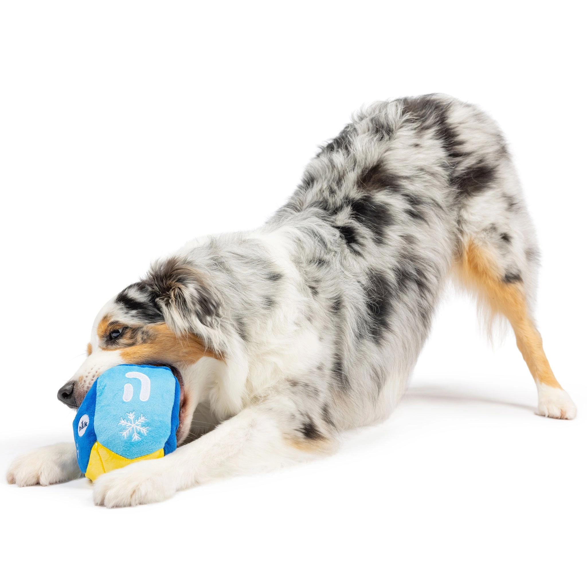 Huxley & Kent Mutt-zel Tov Dreidel Blue Dog Toys