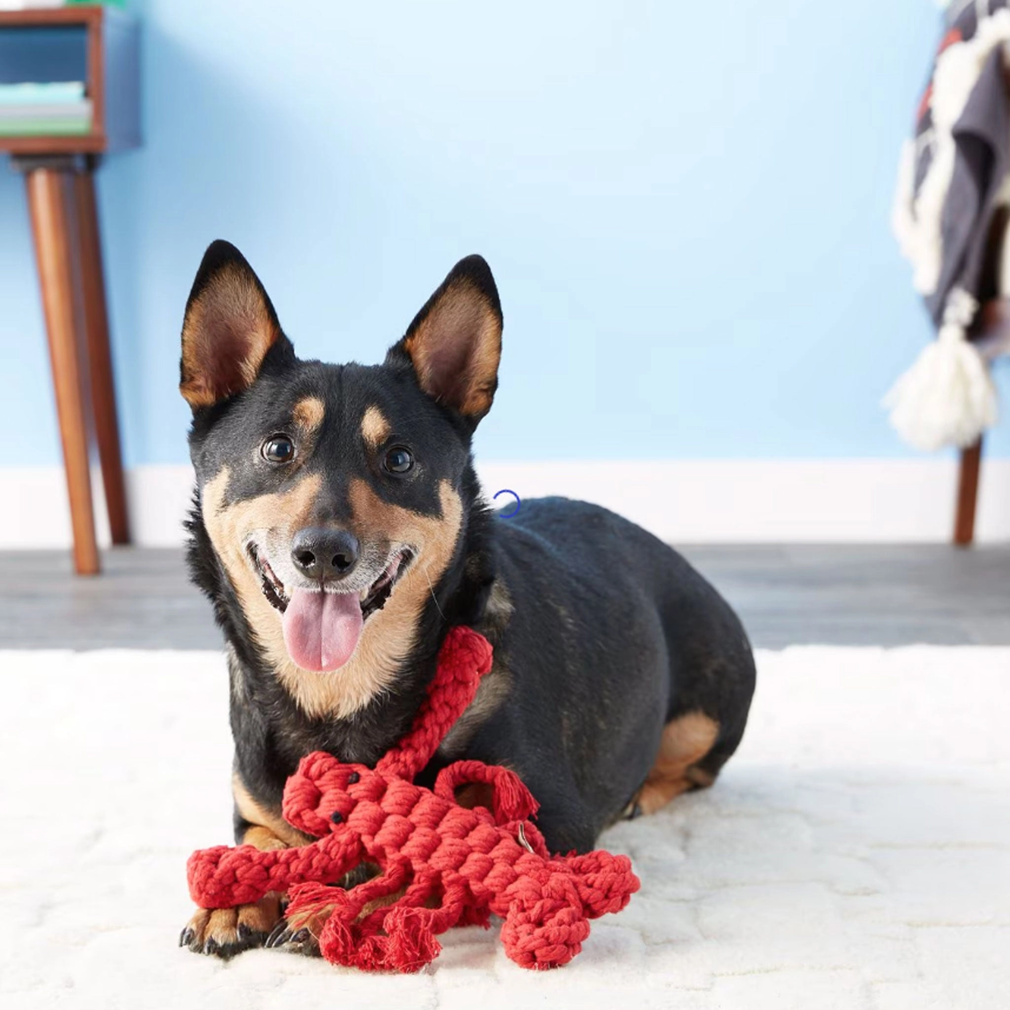 Jax & Bones Louie Lobster Rope Dog Toy
