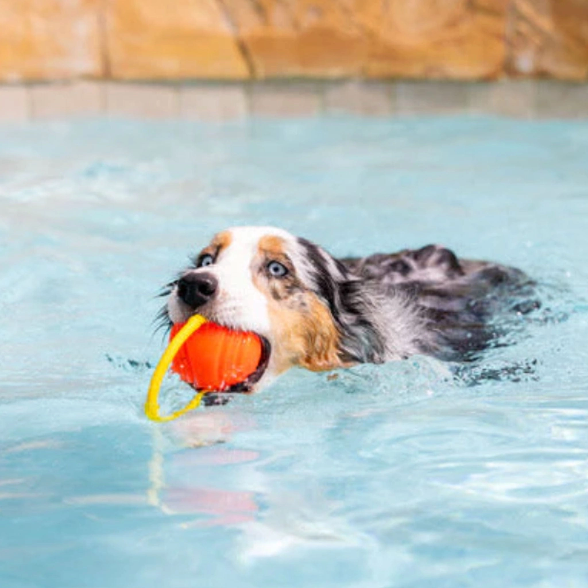 Project Hive Looped Ball Orange Dog Toys